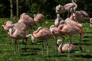 Flamant rose